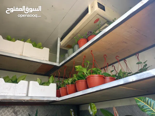 نباتات داخليه مناسبه للظل ذات طابع مثالي لفخامه منزلك