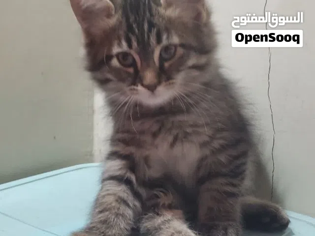 قط ذكر نوع شيرازي اصيل جميل ورائع عمر 3 اشهر