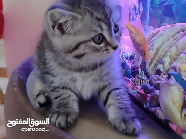 متوفر قطة سكوتي بريطاني  انثى  العمر شهرين  المنطقة نابلس