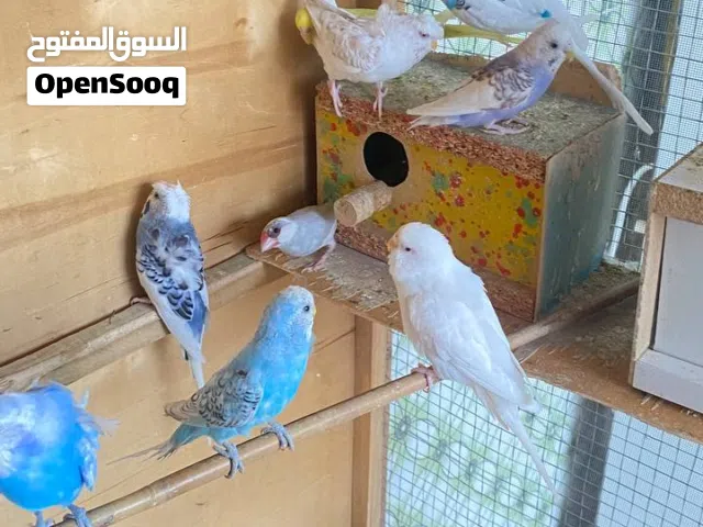 طيور حب أقره الوصف