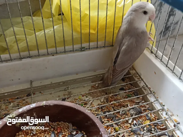 طرابلس.............؟