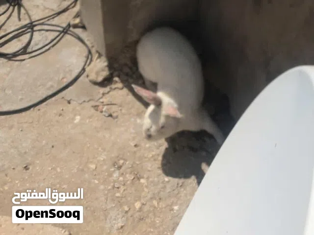 ارانب فرنسية عدد 3