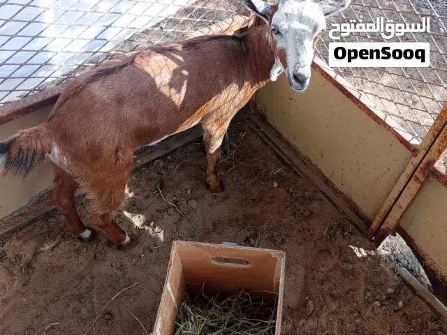 ماعز محلي للبيع سعرها 850