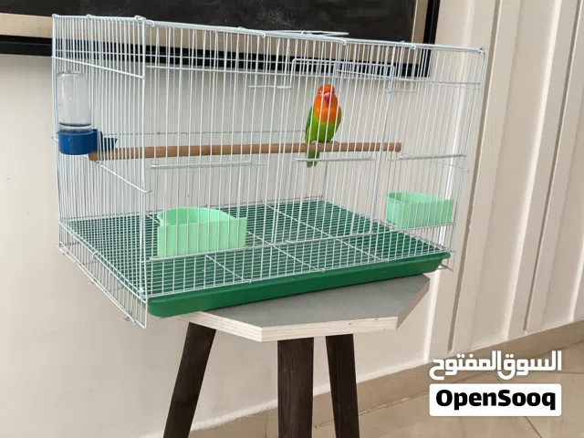 Fischer lovebird for sale