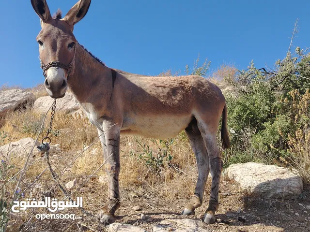 حمير اثنين الاسود طواشا والاخضر فحل كفاله عقل وركوب وحراب وتحميل للبيع او البدل