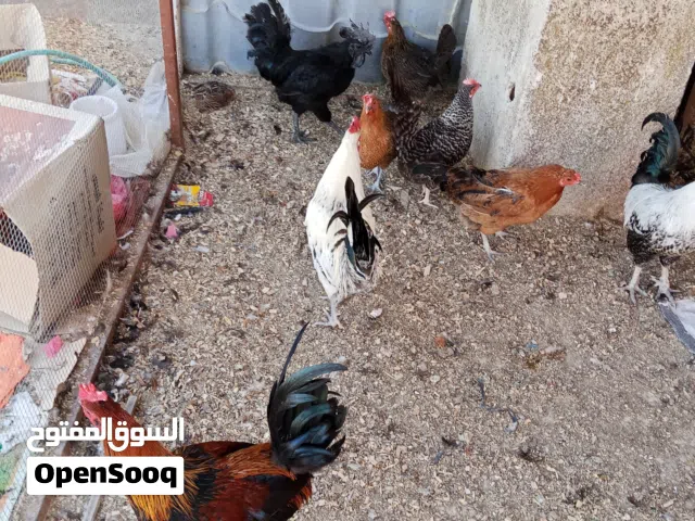 جاج بلدي للبيع للكوم