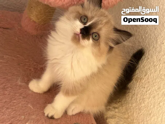 قط راغدول العمر 58