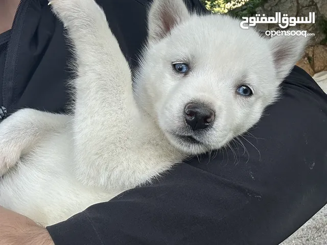 Husky wolf puppies .. father 70% syberian wolf and mother 100% syberian husky