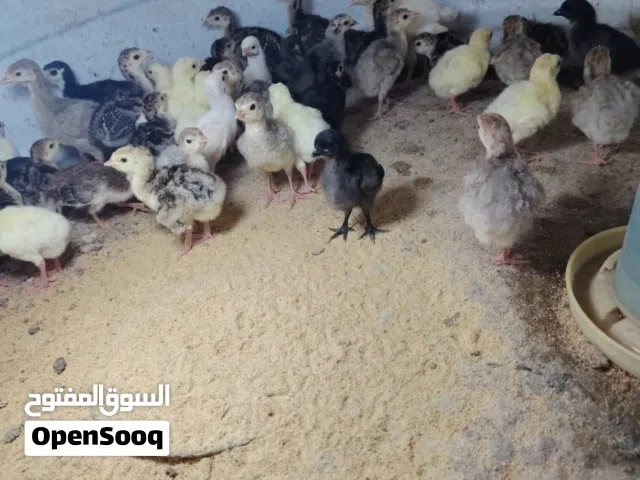 للبيع صيصان رومي العمر اسبوع ونص مطلوب في الحبه ريالين موقعي صحار
