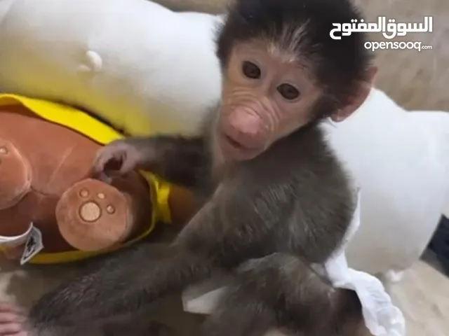 Monkey for sale