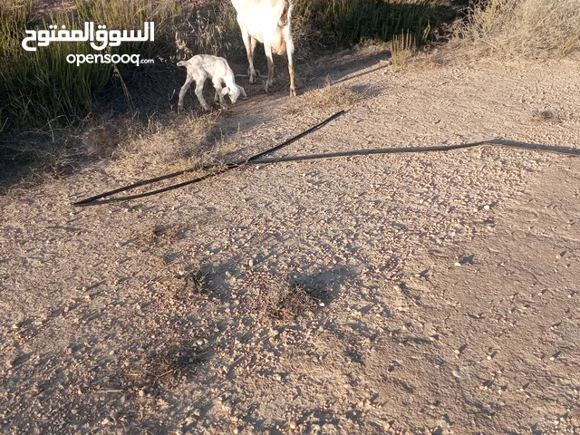 عنز اول ميلاد