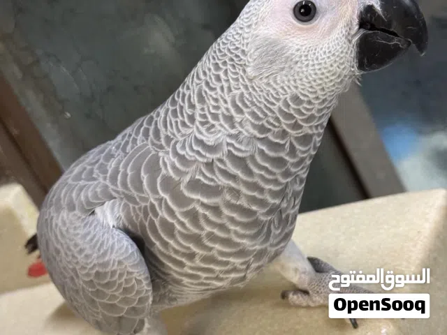 كاسكو فرخ لون ثلجي للبيع