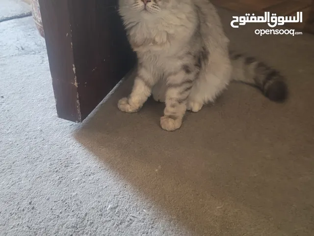 قطط صغيره للبيع