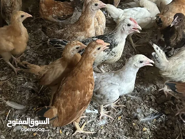 صوص بلدي للبيع