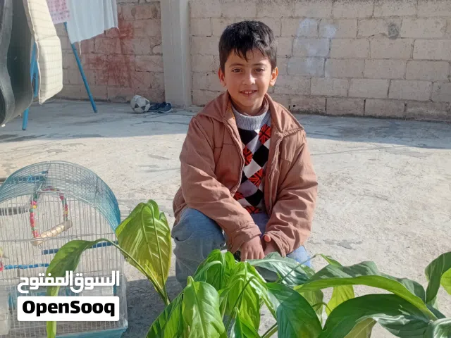 طيورحب جواز