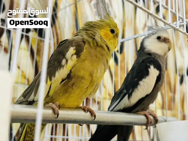كوكتيل الذكر إنكليزي وحشي ول انثئ أليف فول تغريد