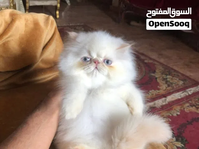 بنوتة هملايا بريشن اورنج