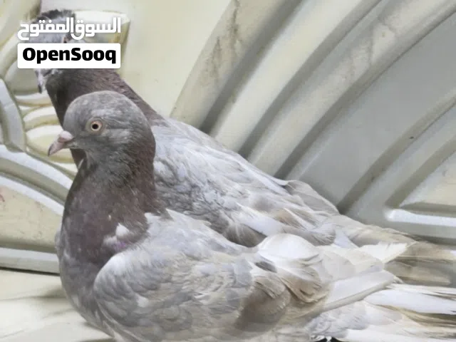 متاح زوج لوات