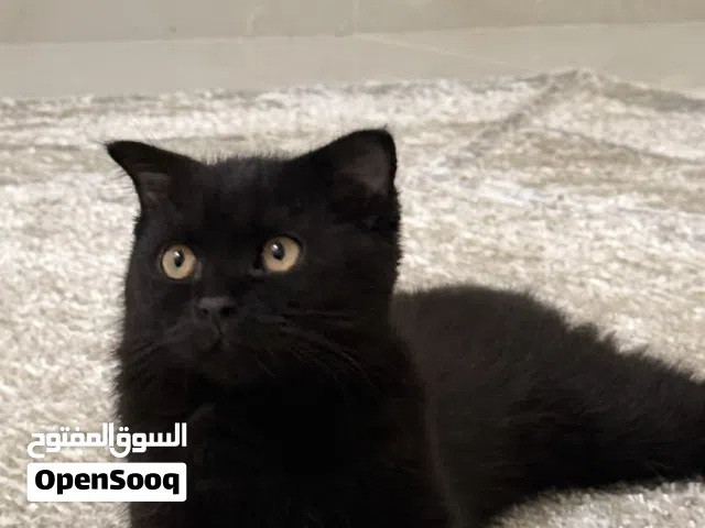 قطه سكوتش صغيره فل معبيله
