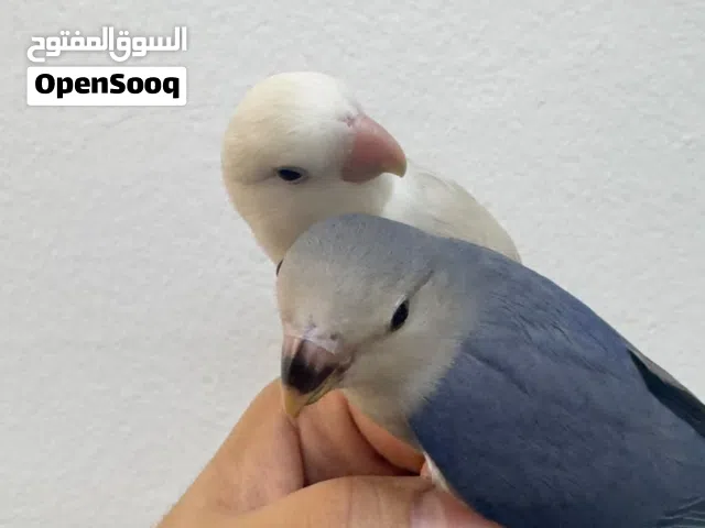 طيرين روز مفطومين قبل شهر عمرهم اربع اشهر تقريبا الوان مميزه و صحه ممتازه و اليفين جدا ما شاء الله