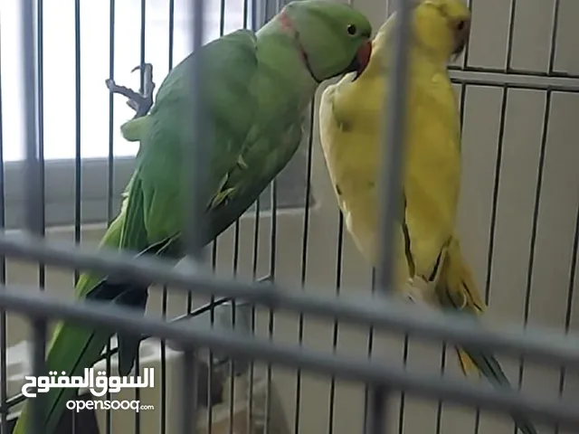 جوز ببغاء دره