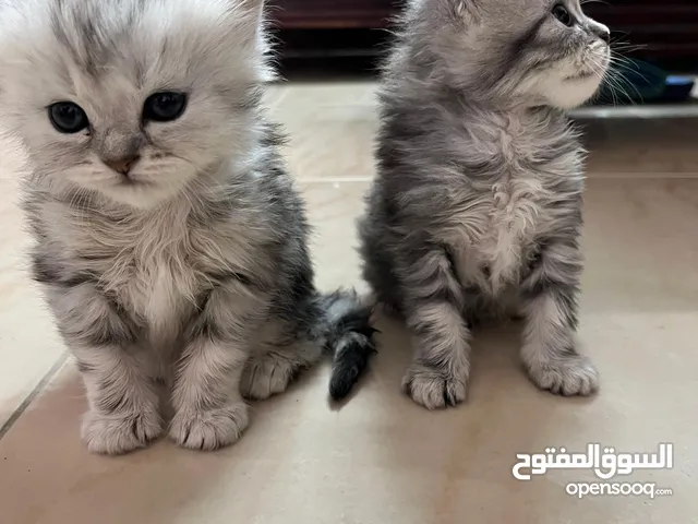 قطط شيرازي بيور افضل تغذيه وافضل الوان وسلاله بيور