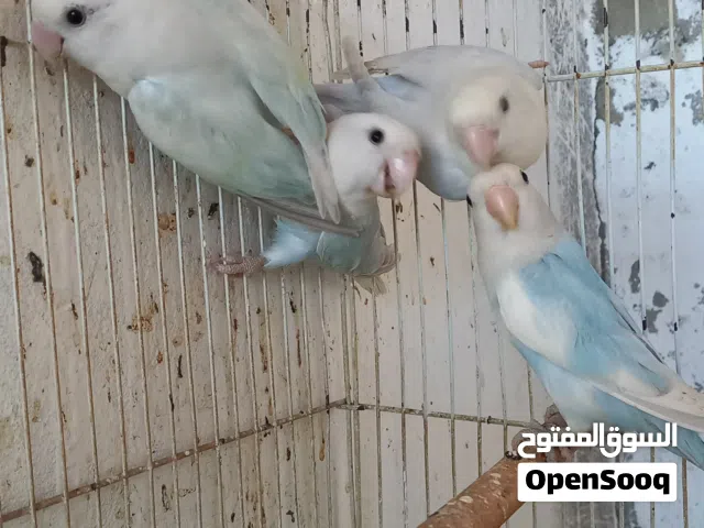 4طروف روز  زوز اناثي وذكر وطرف مش معروف