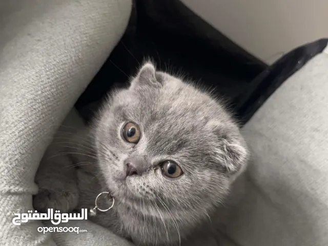 قطط سكوتش للبيع