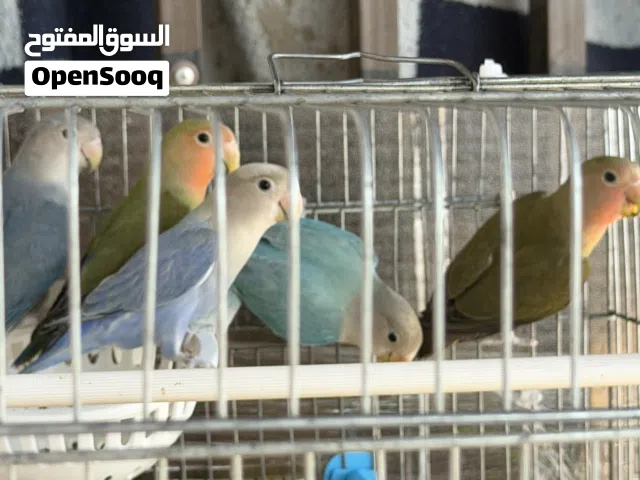 طيور روز حبات قلم صحة ونظافة