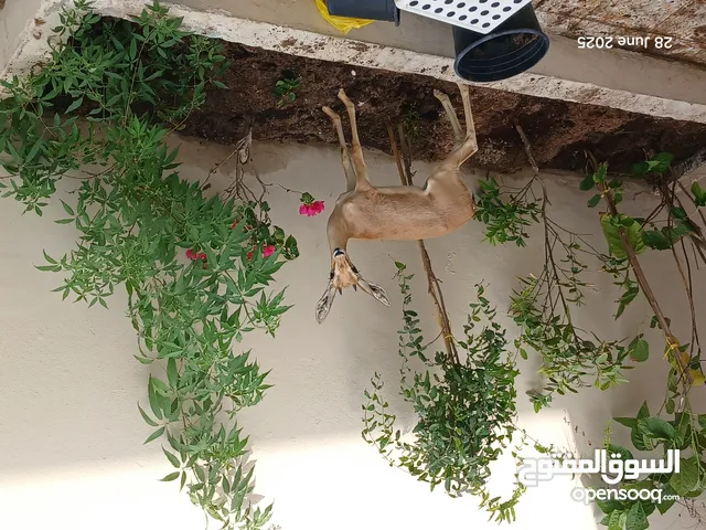 Very Active Male Gazelle