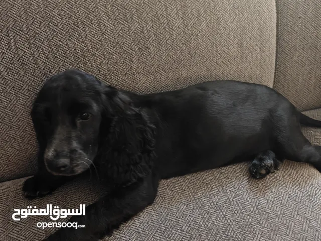 Pure black female cocker spaniel puppy for sale