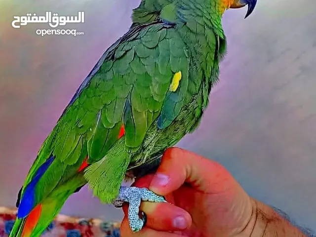 ببغاء امازون أليف ومتكلم حبة دبل جامبو نخب النخب صحة ونظافة ما شاء الله حرررق الاسعارررر