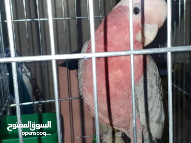 كوكاتو قالا حجل ذهبي < ، toto> بالصلاه ع النبي