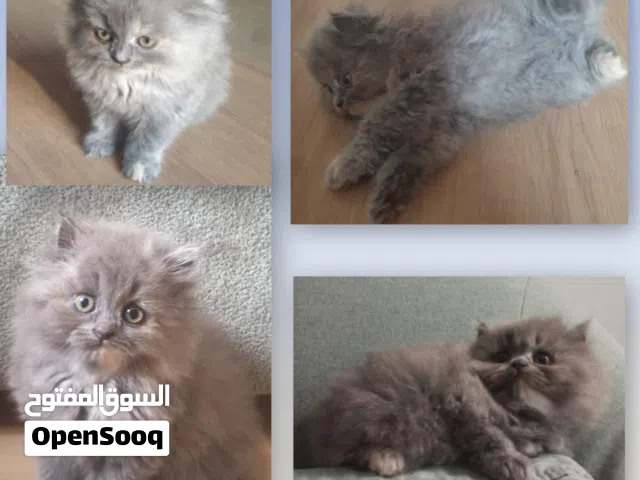 سكوتش فولد انثى بعمر الشهرين لون مميز  Scottish Fold 2 Months Gray Female