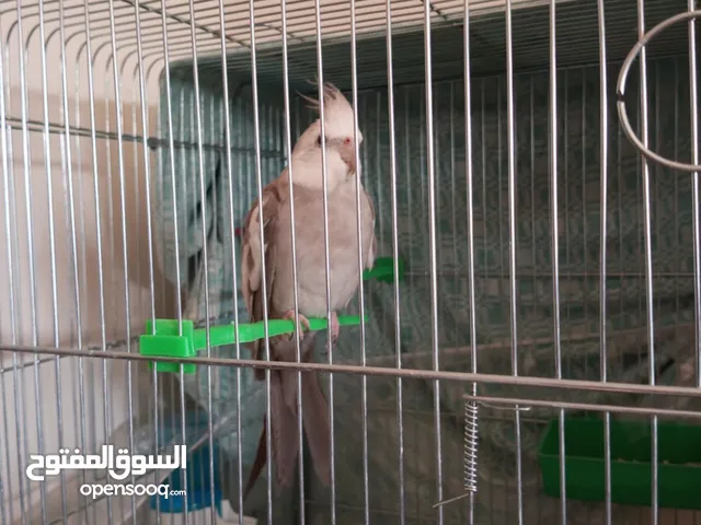 كوكتيل وايت فيس