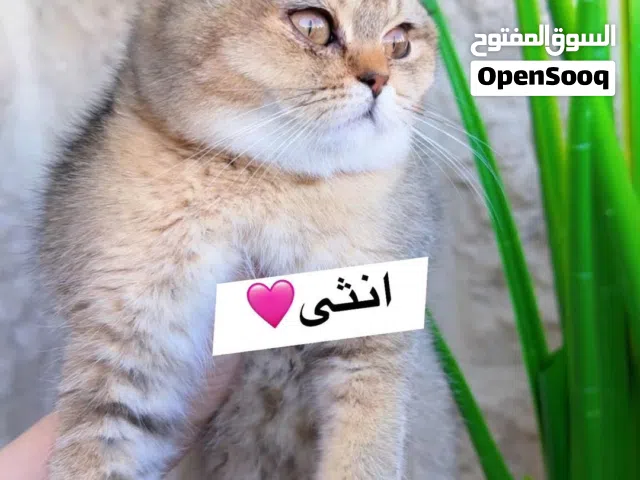 انثى جولدنny24