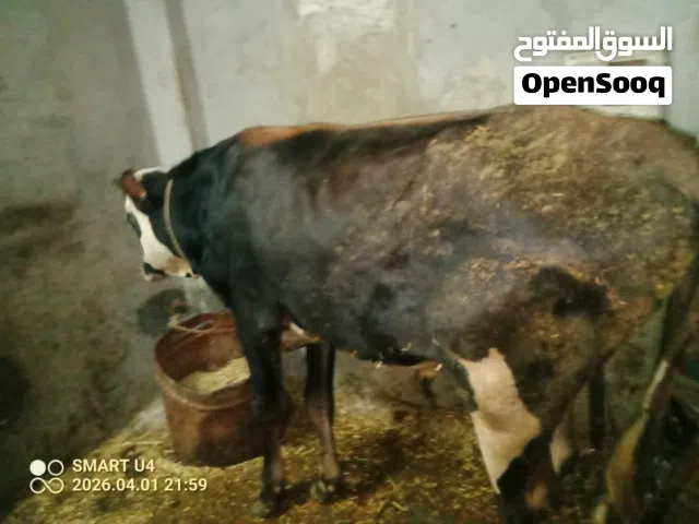 عجول الاضحيه تربيه بيتى
