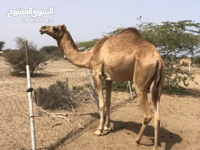 بكره  للبيع