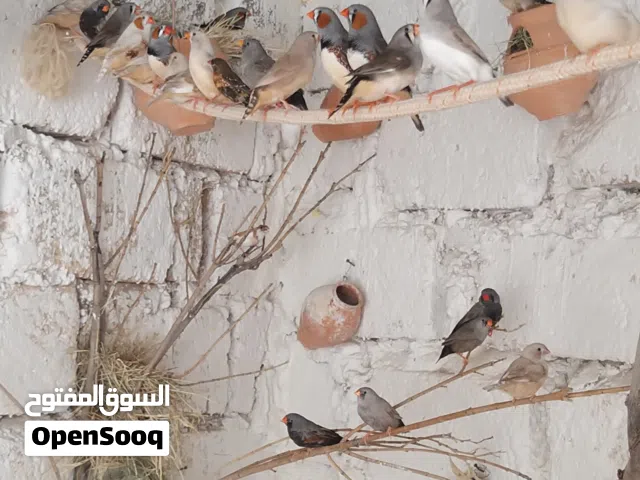 زيبرا ايزابيل اجواز ومعاهم انتاج كيف مصفي