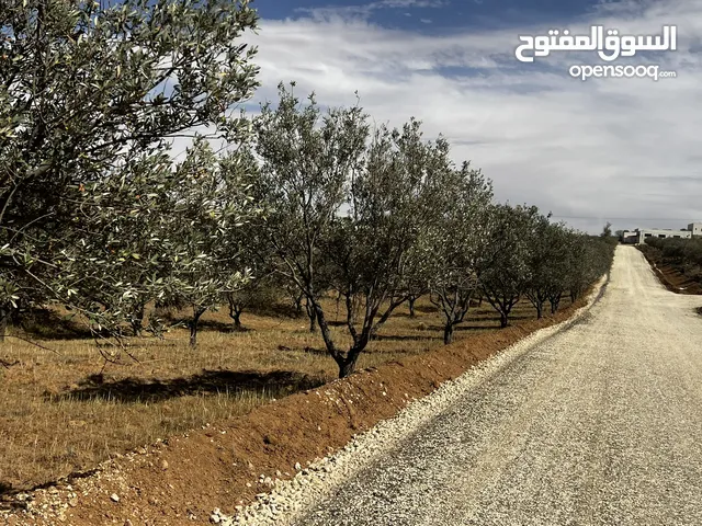 ارض زراعي في صوفا جنوب عمان 4200 متر مزروعه زيتون مثمر