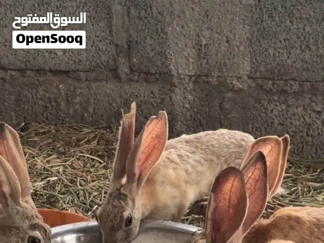 ارانب بريه بعمر الانتاج متوفر كبار وصغار ونظاف