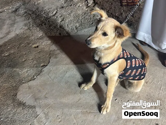 كلب لابرادور مع جواز لعوب صحته زينه وسعره مناسب 1400
