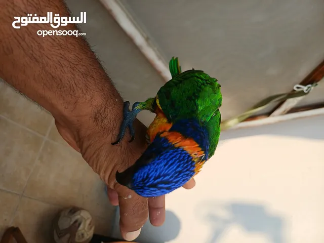 فرخ لوري نهاية غر إنتاج البحرين ماشالله حجم وصحه ونظافه