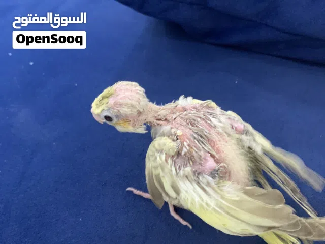 فرخ كوكتيل للبيع عمره شهر و نص تقريبن
