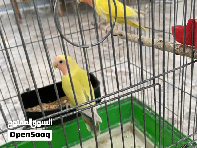 5 جواز روز للبيع