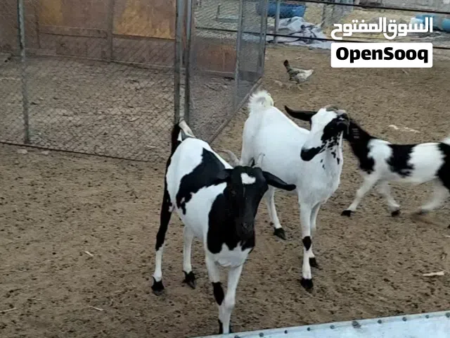 للبيع شوهات مال صلاله معهن التيس الله اعلم عشره
