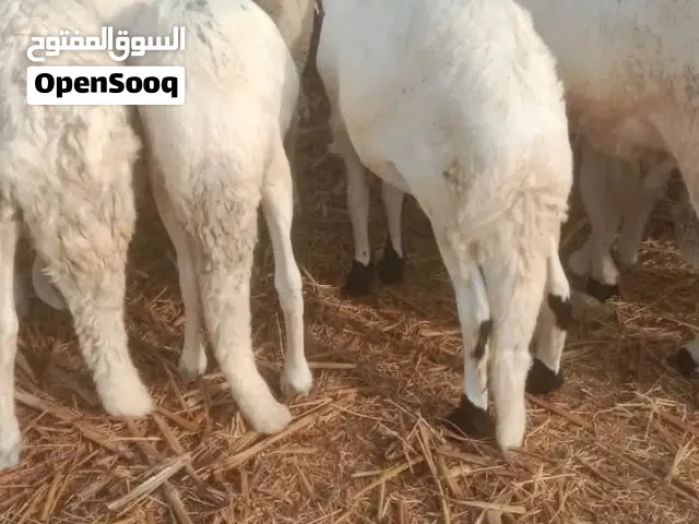 مطلوب حمله سودانيه سواكن