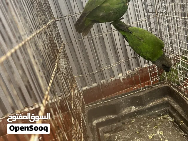 ببغاء سنغالي