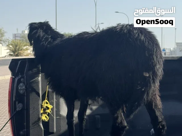 كبش هجين عماني نجدي للبيع