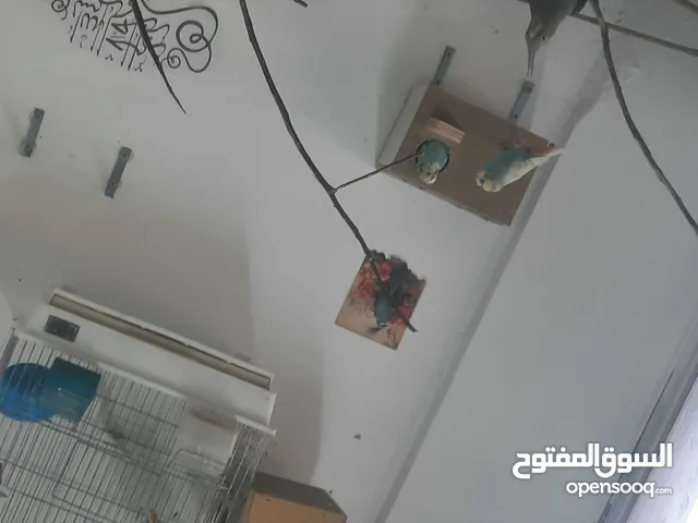 جوز حب بصلاه عل نبي كفاله انتاج بإذن الله